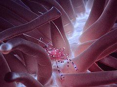 Shrimp Walk, Coral Sea